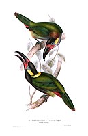 Illustration by John Gould and Elizabeth Gould in 1834. Female above, male below.