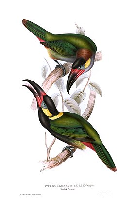 Selenidera culik (por John Gould