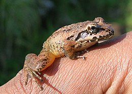 Indirana semipalmata