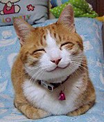 So happy smiling cat.jpg