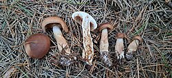 Soomusheinik Tricholoma imbricatum Foto: Sven Pruul