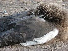 Fotografie z blízka zachycuje zobák albatrosa laysanského zastrčený mezi černě zbarvenými křídly