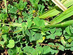 Medicago polymorpha