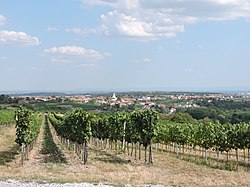View from vineyard