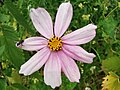 Kosmos pierzasty (Cosmos bipinnatus) w parku pałacowym w Suchej, w gminie Grzmiąca.