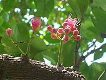 Flowers growing from a branch of Syzygium moorei, an example of cauliflory Syzygium moorei flowering.jpg