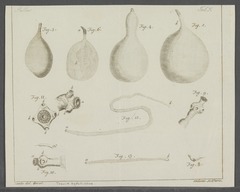 Description de l'image Taenia hydatigena - - Print - Iconographia Zoologica - Special Collections University of Amsterdam - UBAINV0274 105 19 0037.tif.