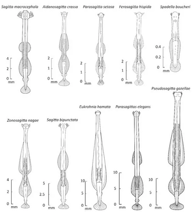 Drawing of ten different chaetognath species, showing morphological similarity and diversity. Ten species of chaetognaths.webp