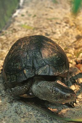 Waterdoosschildpad