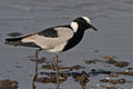 Foraging at Lake Nakuru, Kenya