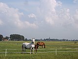 Campagna intorno Nes aan de Amstel