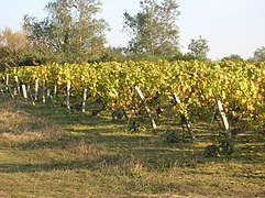 Vignobles en Vendée