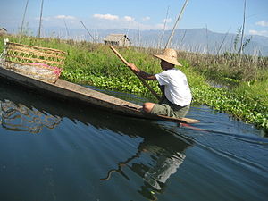 English: Beida (water hyacinth) at Inle Lake