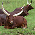 Ankole-Watusi