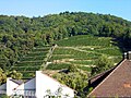 Vignoble sur la pente du Schlossberg.