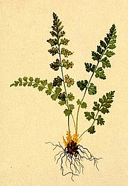 Woodsia alpina