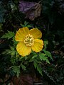 2 Welke bloem is dit? Ranunculus...