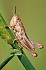 Young grasshopper on grass stalk