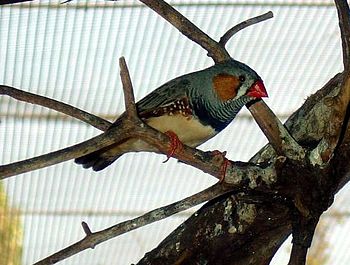 Male Zebra Finch