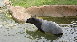 Un tapir de Malaisie.