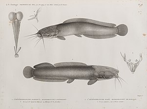 Hétérobranche harmout (Heterobranchus anguillaris) : Myologie de l'épaule du Harmout et de l'os furculaire ; Hétérobranche halé