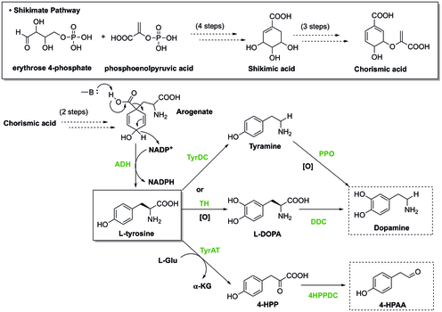 Синтез двух субстратов: дофамина и 4-HPAA.