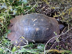 Broască țestoasă de uscat (Testudo), Oros Olympos