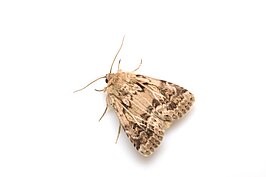 Spodoptera depravata