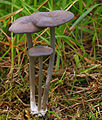 Schiefergrauer Zärtling Entoloma mougeotii