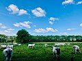 Zondagsbroek (Nationaal Landschap Drentsche Aa)