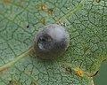 Parasitiertes Pappelschwärmer-Ei, 4 Tage vor dem Schlupf