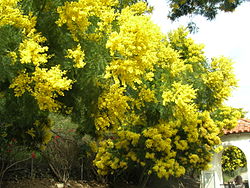 Acacia-decurrens-catalina.jpg