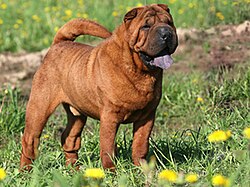 Adult sharpei.jpg