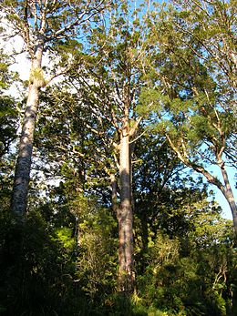 Kaurik a Waipoua-erdőben