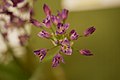 Alliaceae Allium crisoum Crinkled Onion.jpg