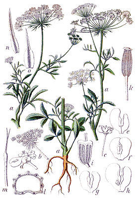 Ботаническая иллюстрация Якоба Штурма из книги Deutschlands Flora in Abbildungen, 1796