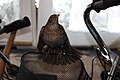 Amsel weiblich Drohgebärde