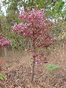 Andira humilis.jpg