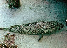 Epinephelus tauvina