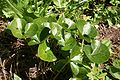 Pochivnic (Asarum europaeum)