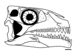Vignette pour Azendohsaurus