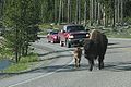 Bison crossing road in Yellowstone.jpg