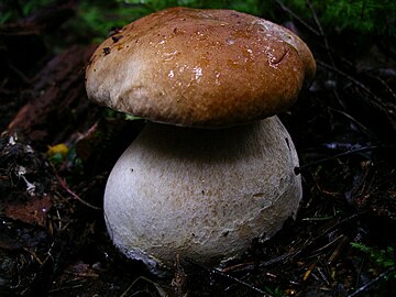 Boletus edulis