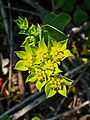 Bupleurum lancifolium in fioritura