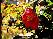 http://upload.wikimedia.org/wikipedia/commons/thumb/0/05/Camellia_japonica_natural.jpg/220px-Camellia_japonica_natural.jpg