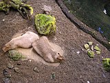 Capibara's in gevangenschap