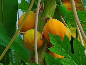 Carica papaya, Caricaceae, Papaya, fruits; Bot...