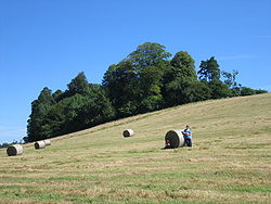 Hayfield near Cavan Town