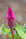 Celosia spicata.jpg