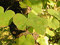 Lišće (Cercis siliquastrum)